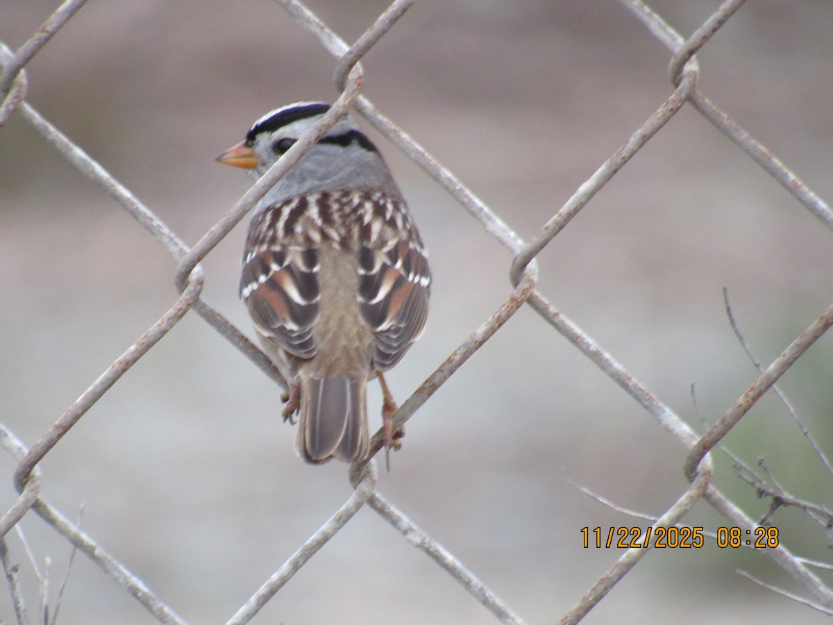 White-crowned Sparrow - ML645666810