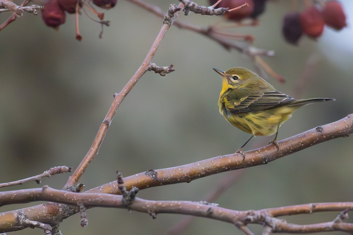 Prairie Warbler - ML645666821