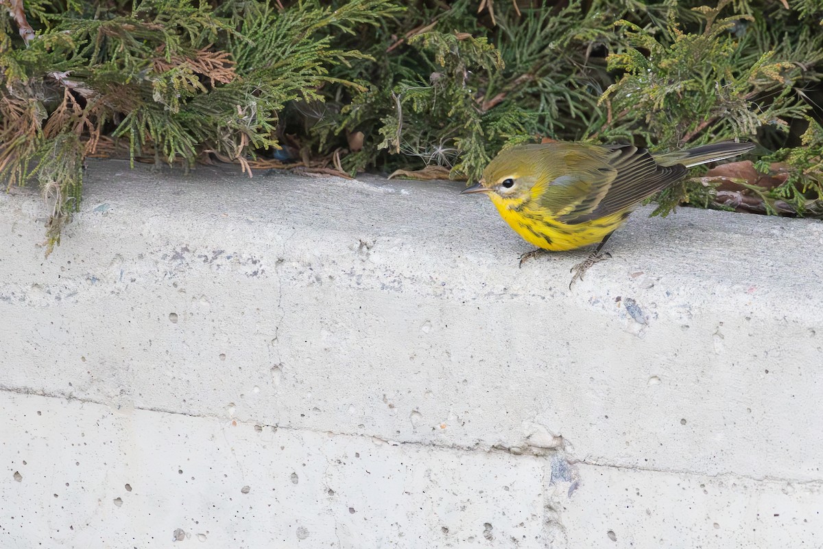 Prairie Warbler - ML645666823