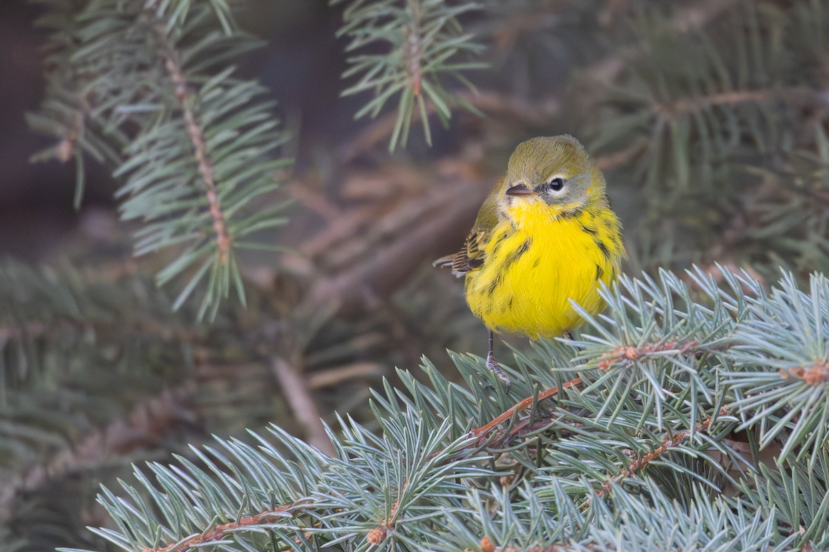 Prairie Warbler - ML645666824