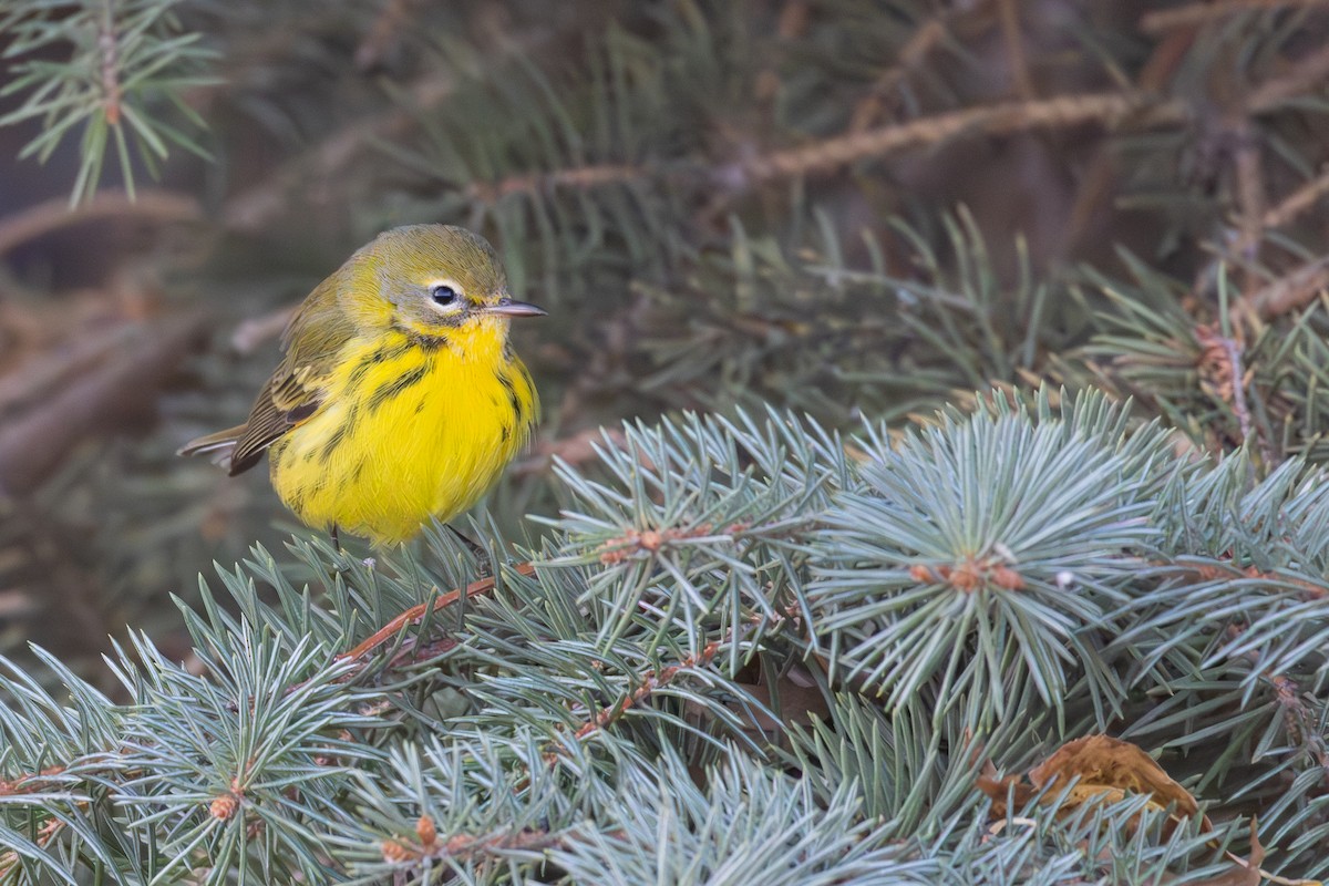 Prairie Warbler - ML645666825