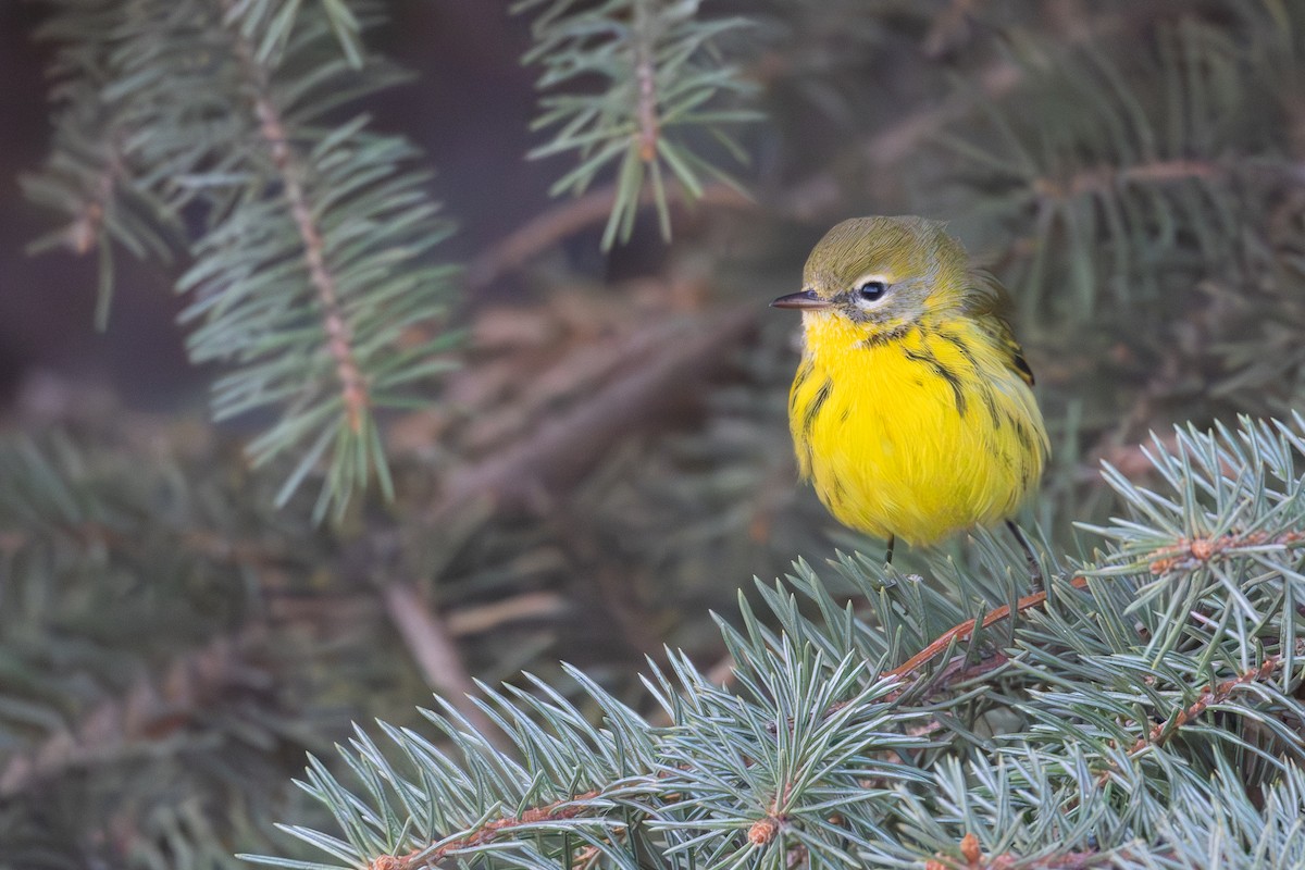 Prairie Warbler - ML645666826