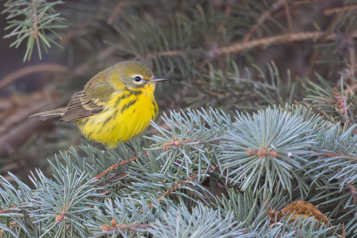 Prairie Warbler - ML645666827