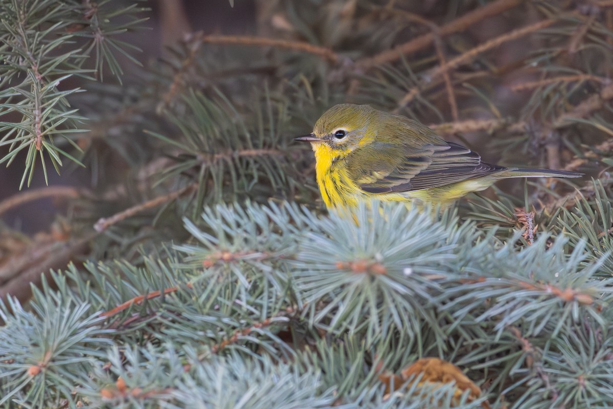 Prairie Warbler - ML645666828