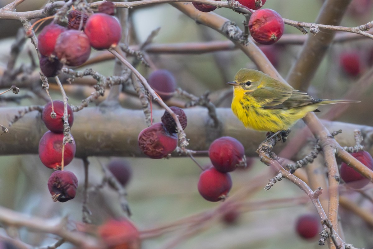 Prairie Warbler - ML645666829