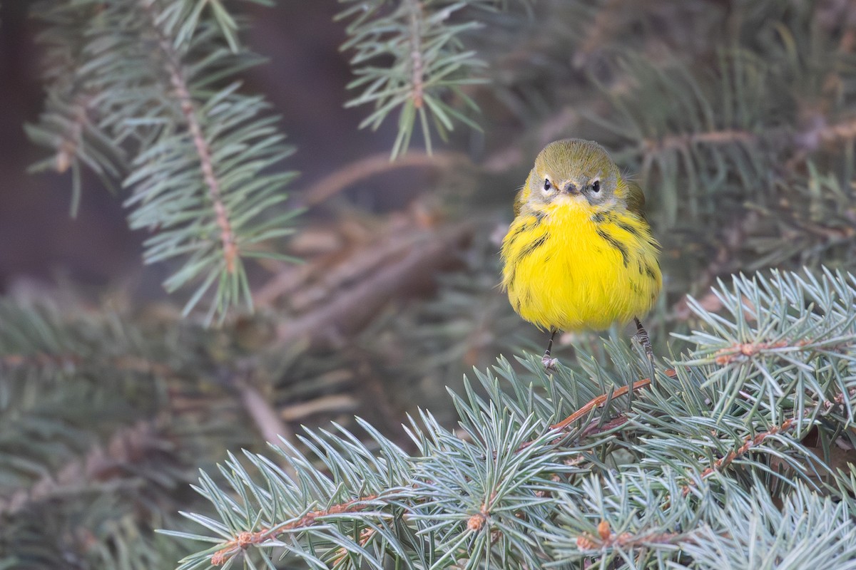 Prairie Warbler - ML645666830