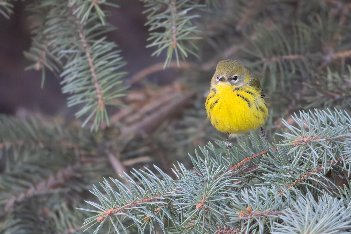 Prairie Warbler - ML645666834