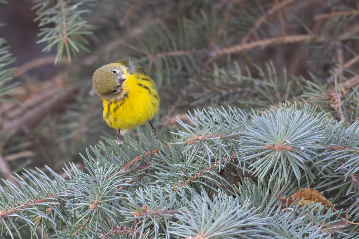 Prairie Warbler - ML645666837