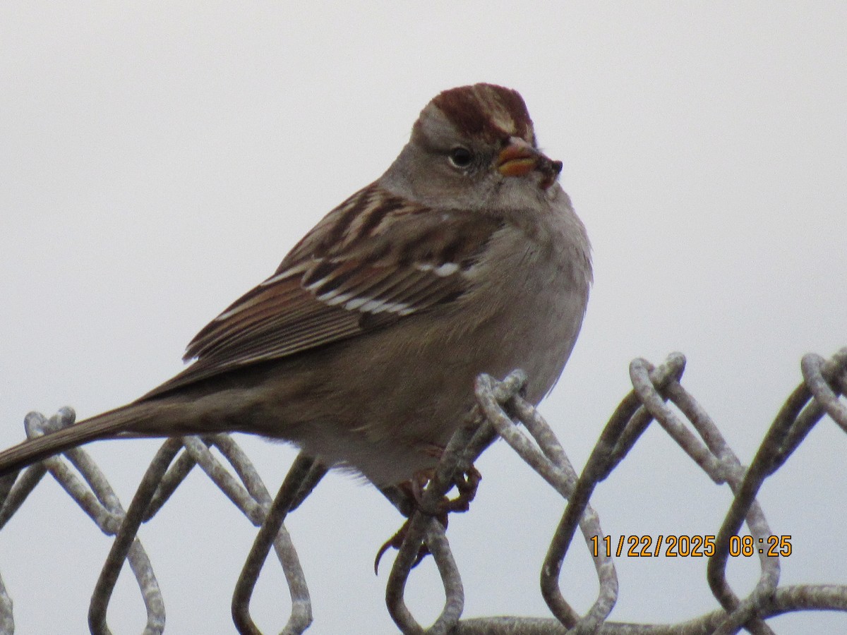 White-crowned Sparrow - ML645666841