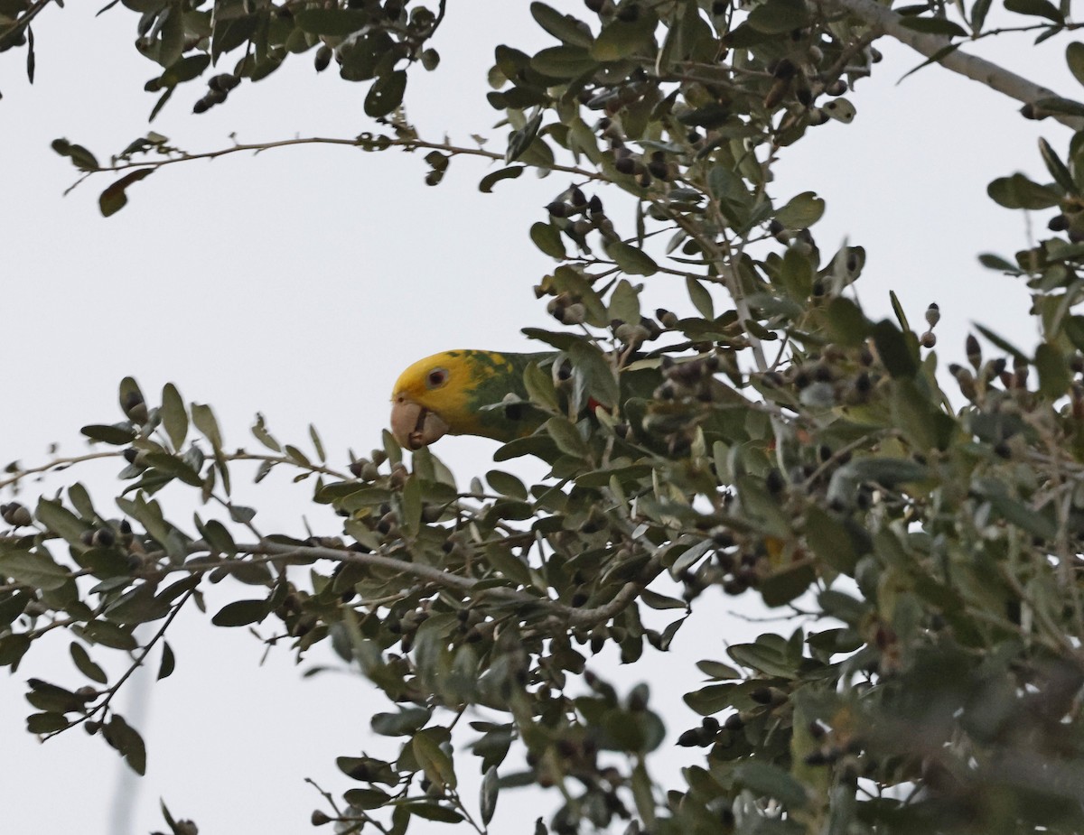 Yellow-headed Amazon - ML645666847