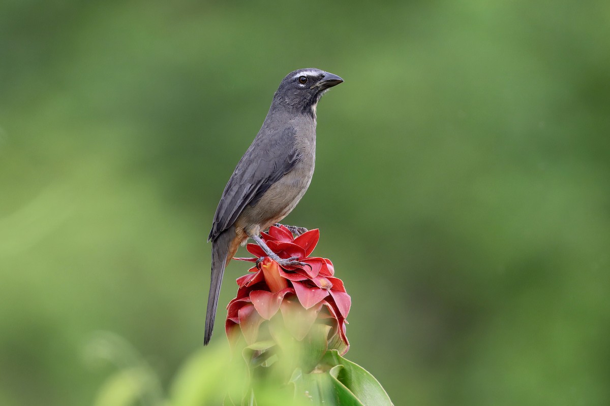 Cinnamon-bellied Saltator - ML645666850