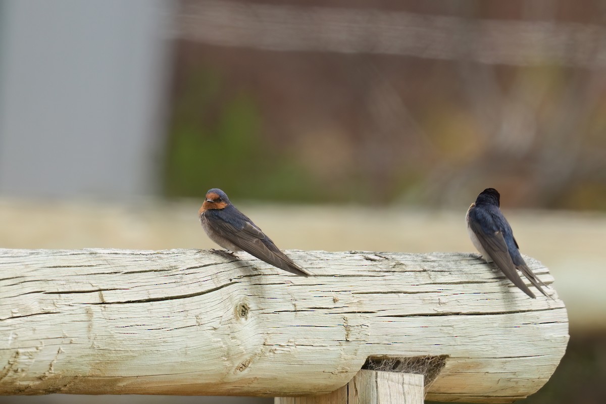 Welcome Swallow - ML645666852