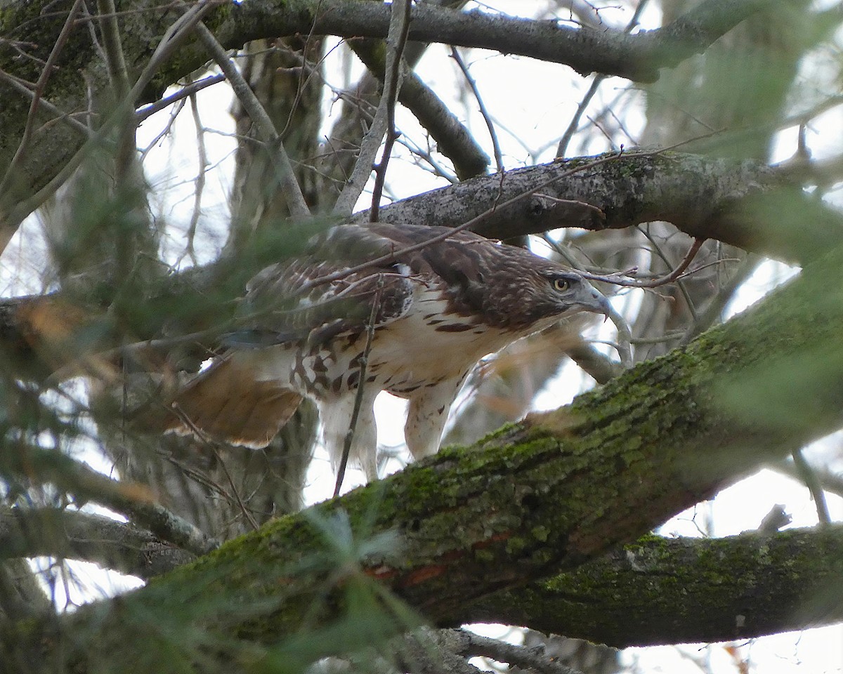 Red-tailed Hawk - ML645666854