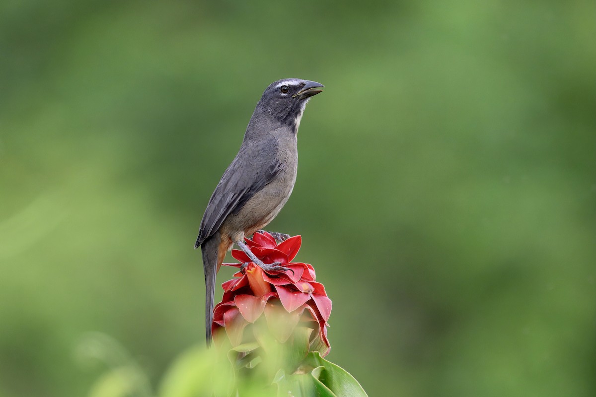 Cinnamon-bellied Saltator - ML645666856