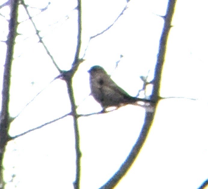 finch sp. - ML645666864