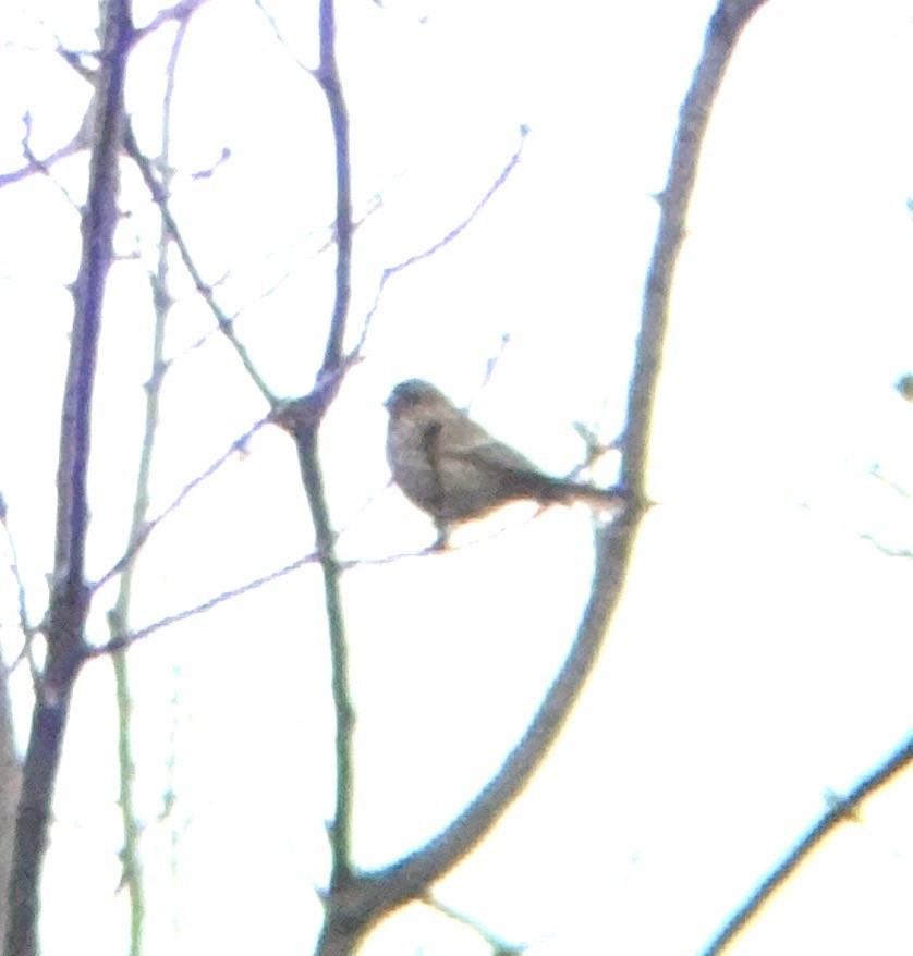 finch sp. - ML645666870