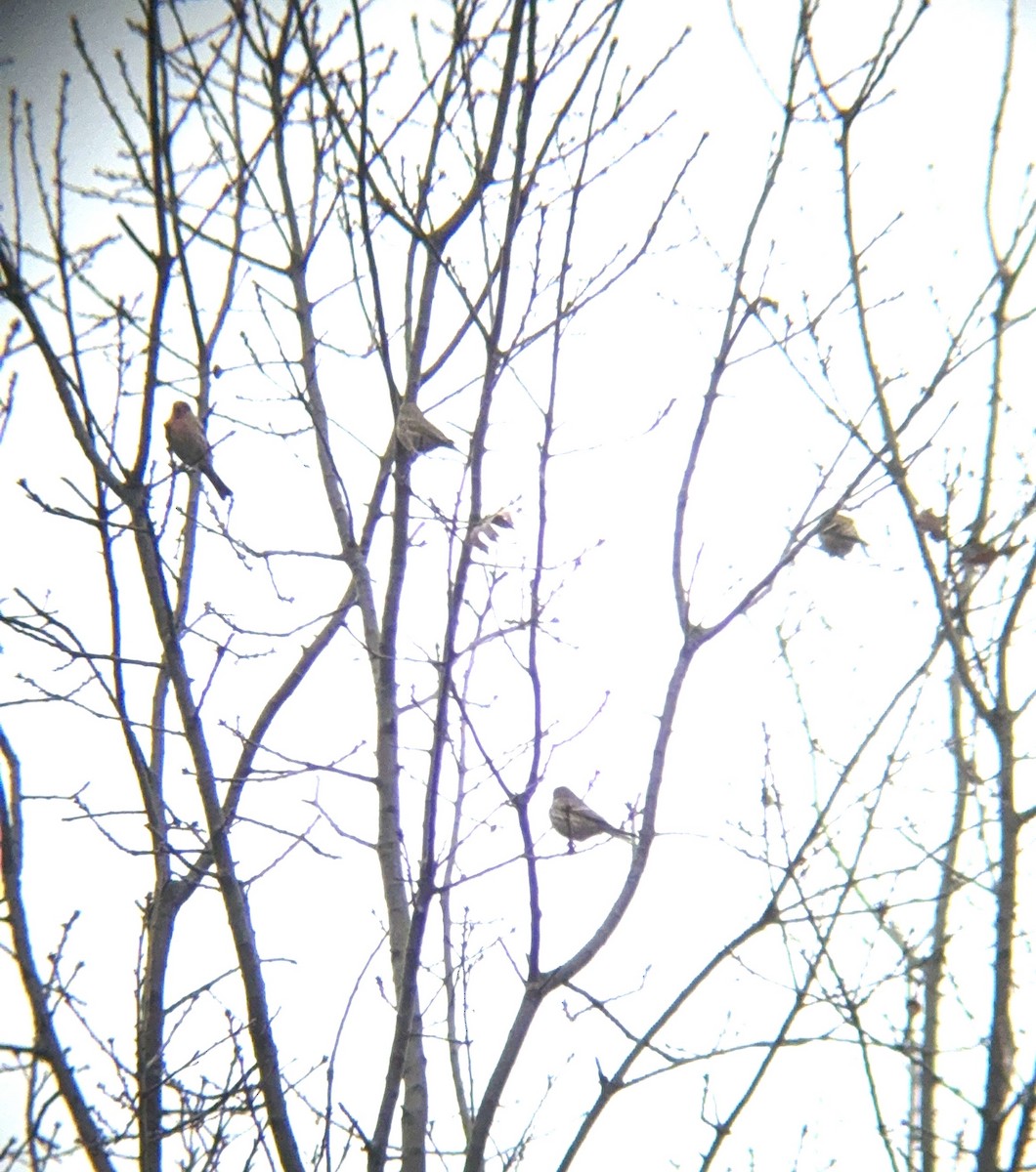 finch sp. - ML645666872