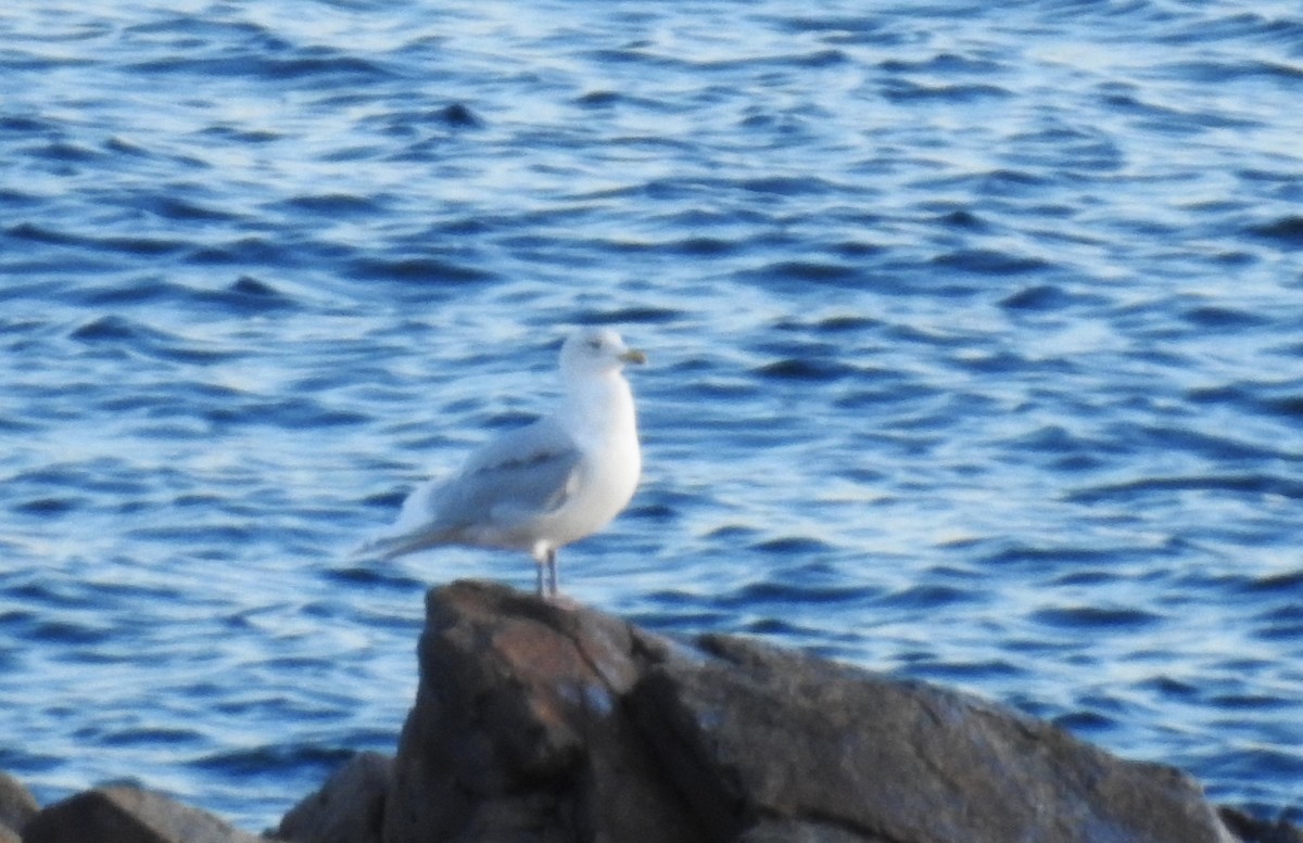Iceland Gull - ML645666873