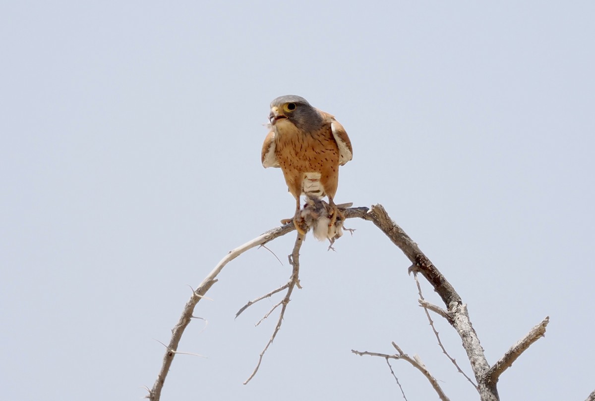 Rock Kestrel - ML645666874