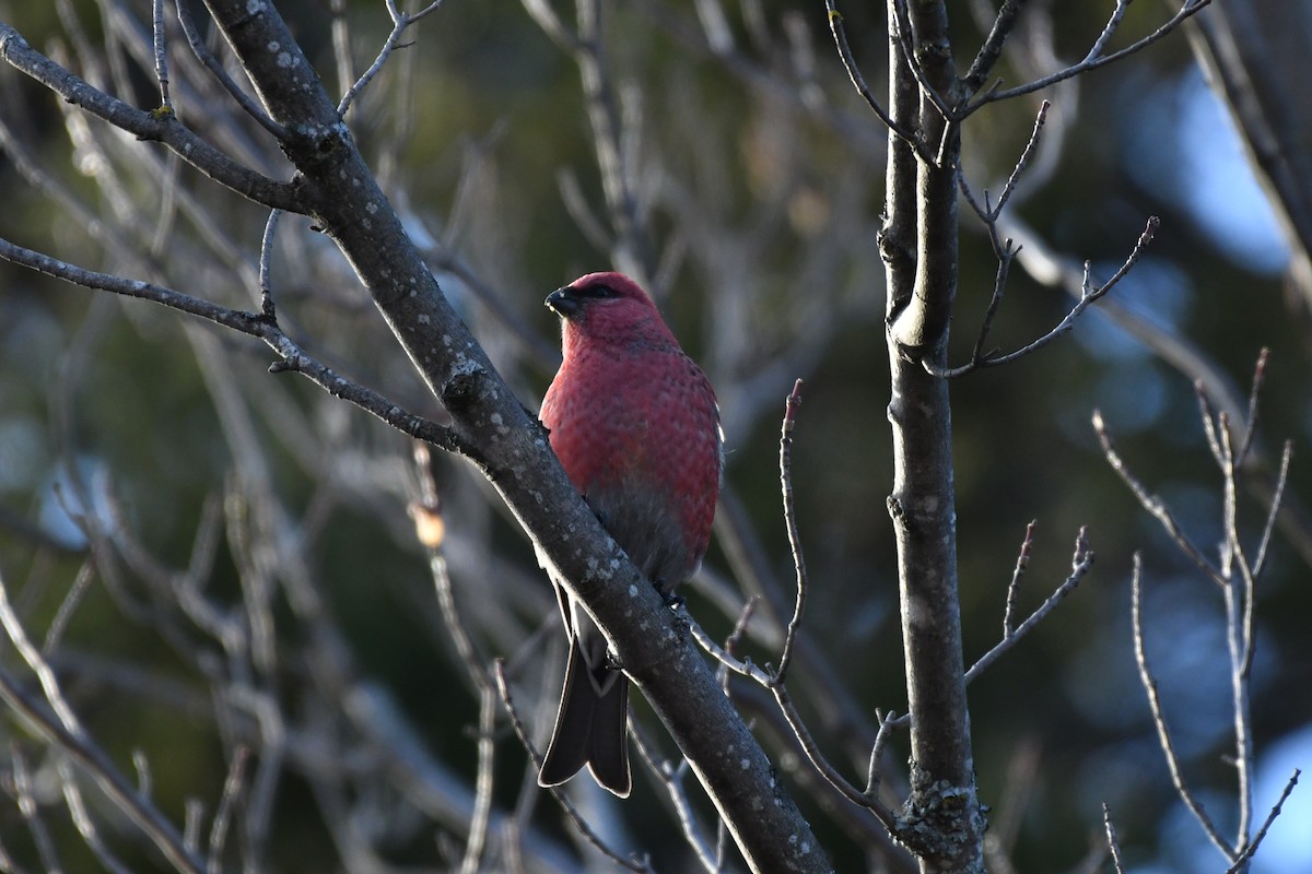 Pine Grosbeak - ML645666875