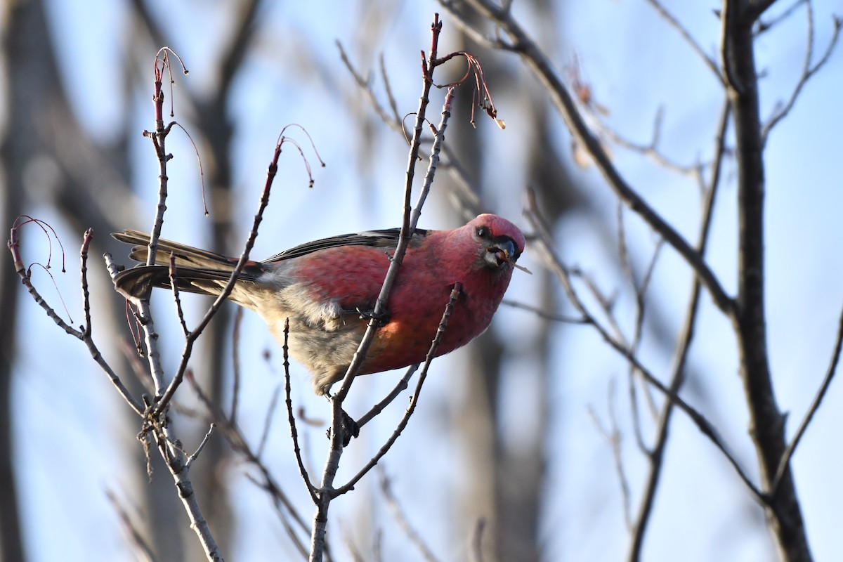 Pine Grosbeak - ML645666876