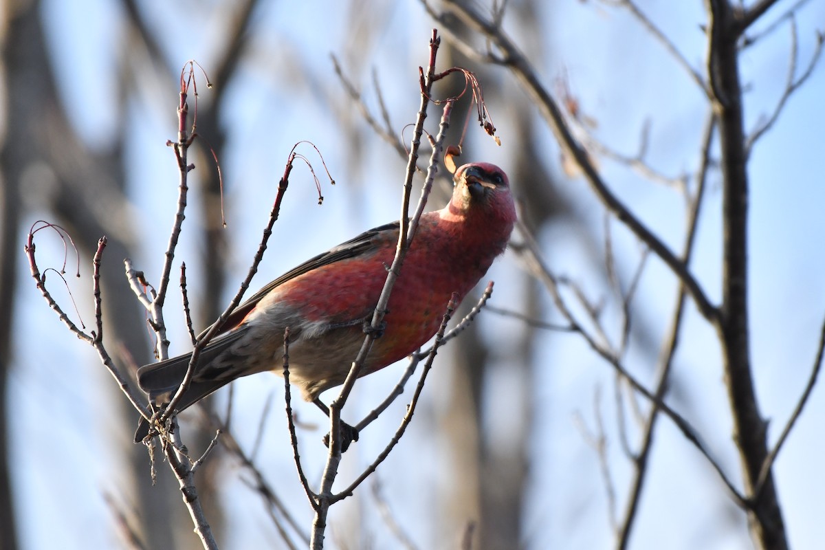 Pine Grosbeak - ML645666877
