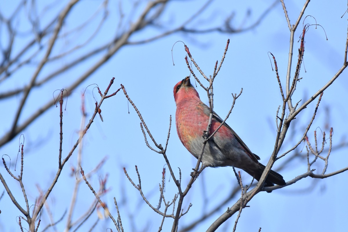 Pine Grosbeak - ML645666878