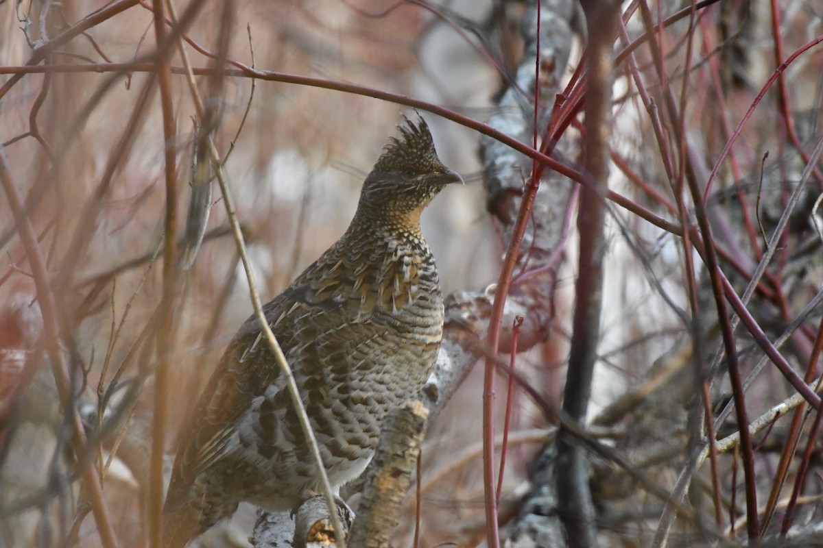 jeřábek kanadský - ML645666883