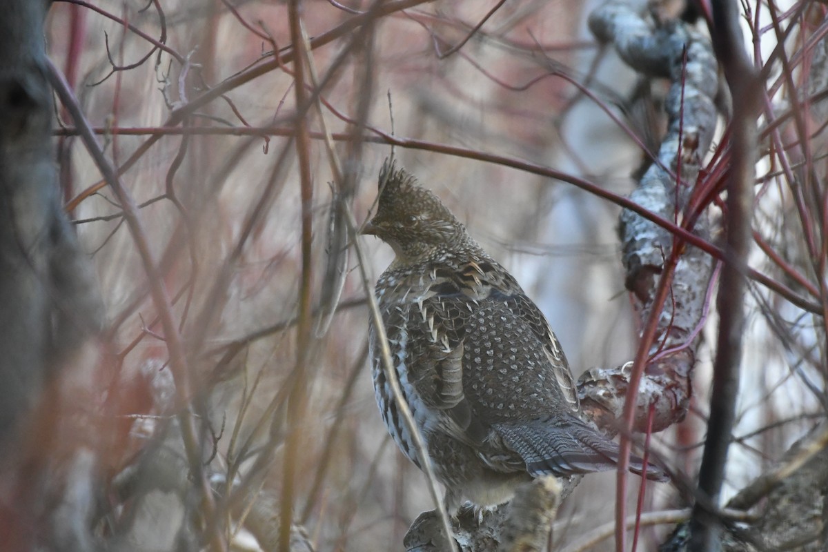 jeřábek kanadský - ML645666884