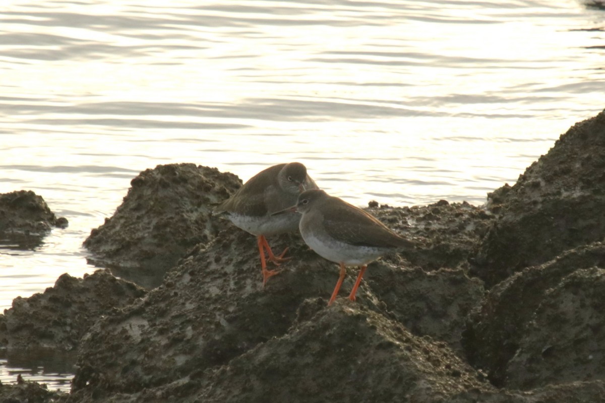 Common Redshank - ML645666885