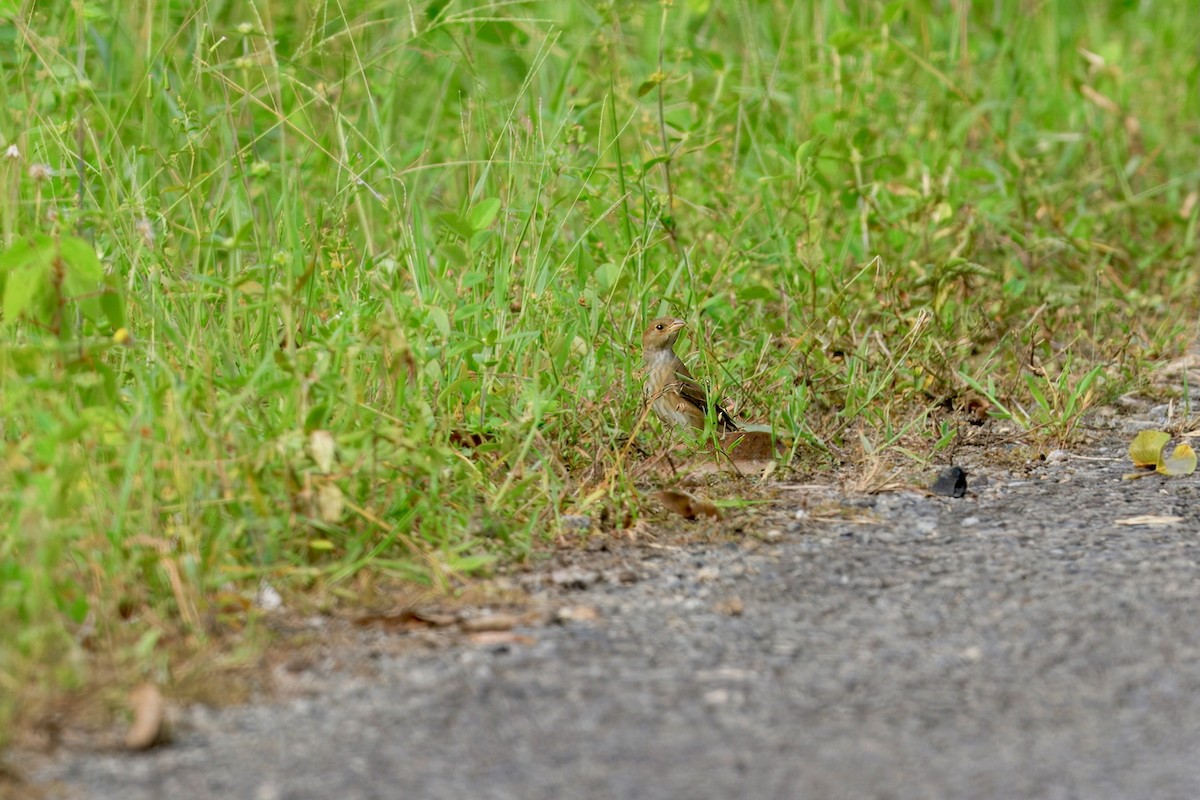 Индиговый колорин - ML645666886