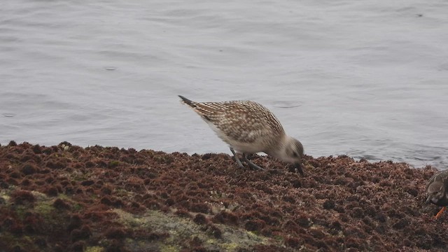 Kiebitzregenpfeifer - ML645666888