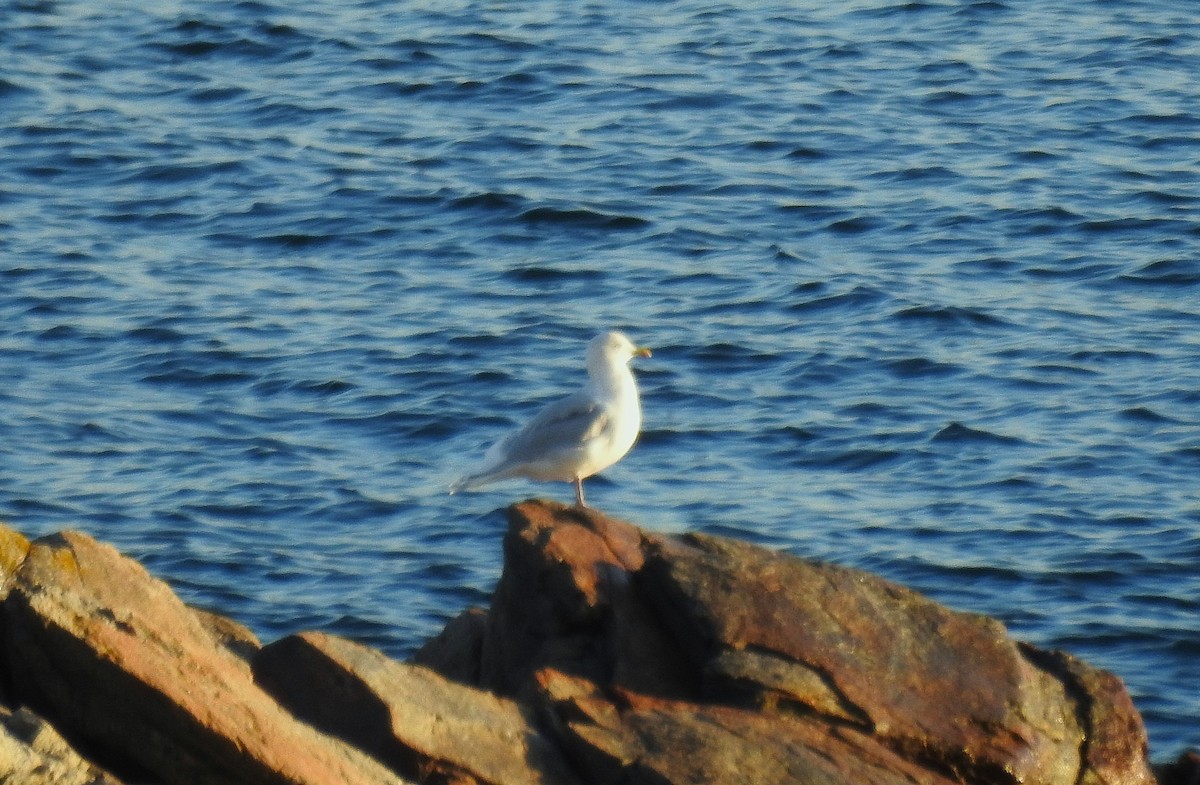 Iceland Gull - ML645666890