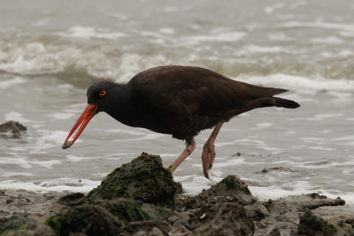 Black Oystercatcher - ML645666893