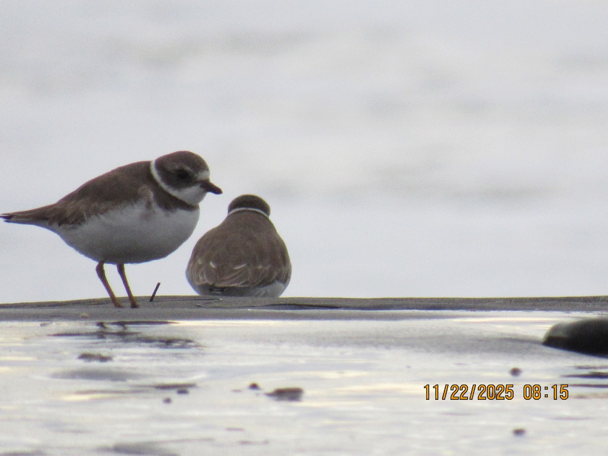 Semipalmated Plover - ML645666899
