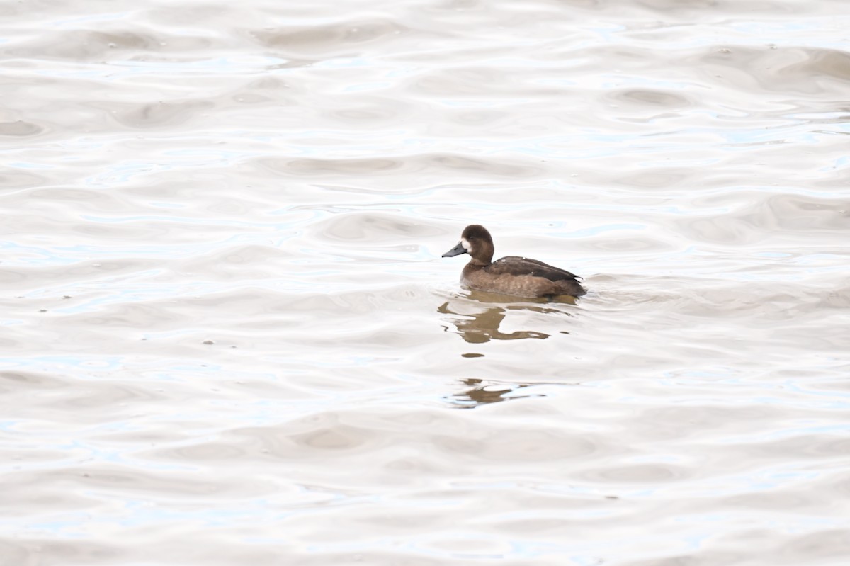 Greater Scaup - ML645666922