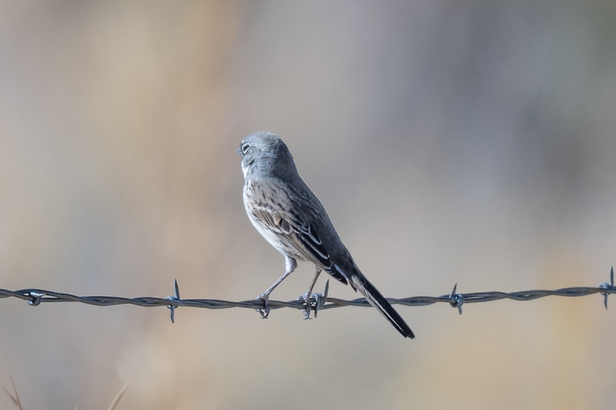 Sagebrush Sparrow - ML645666925