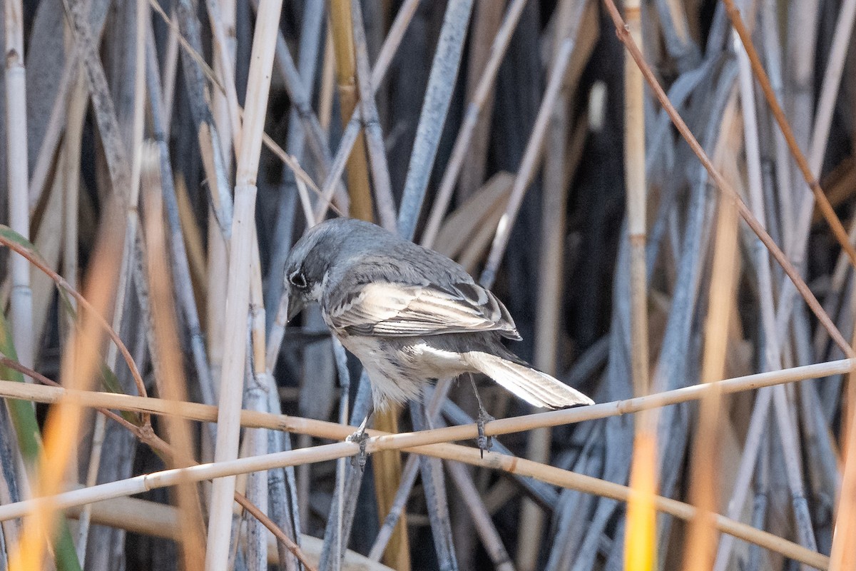 Sagebrush Sparrow - ML645666926