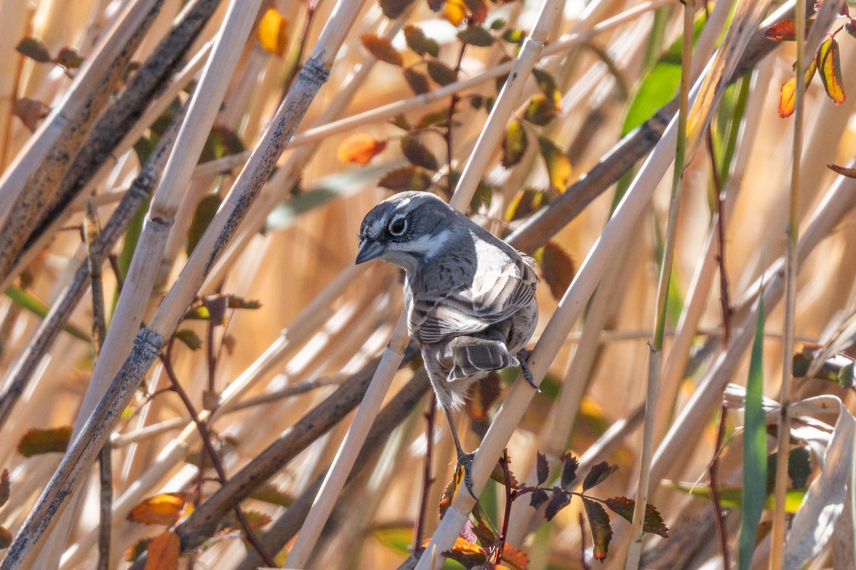 Sagebrush Sparrow - ML645666927