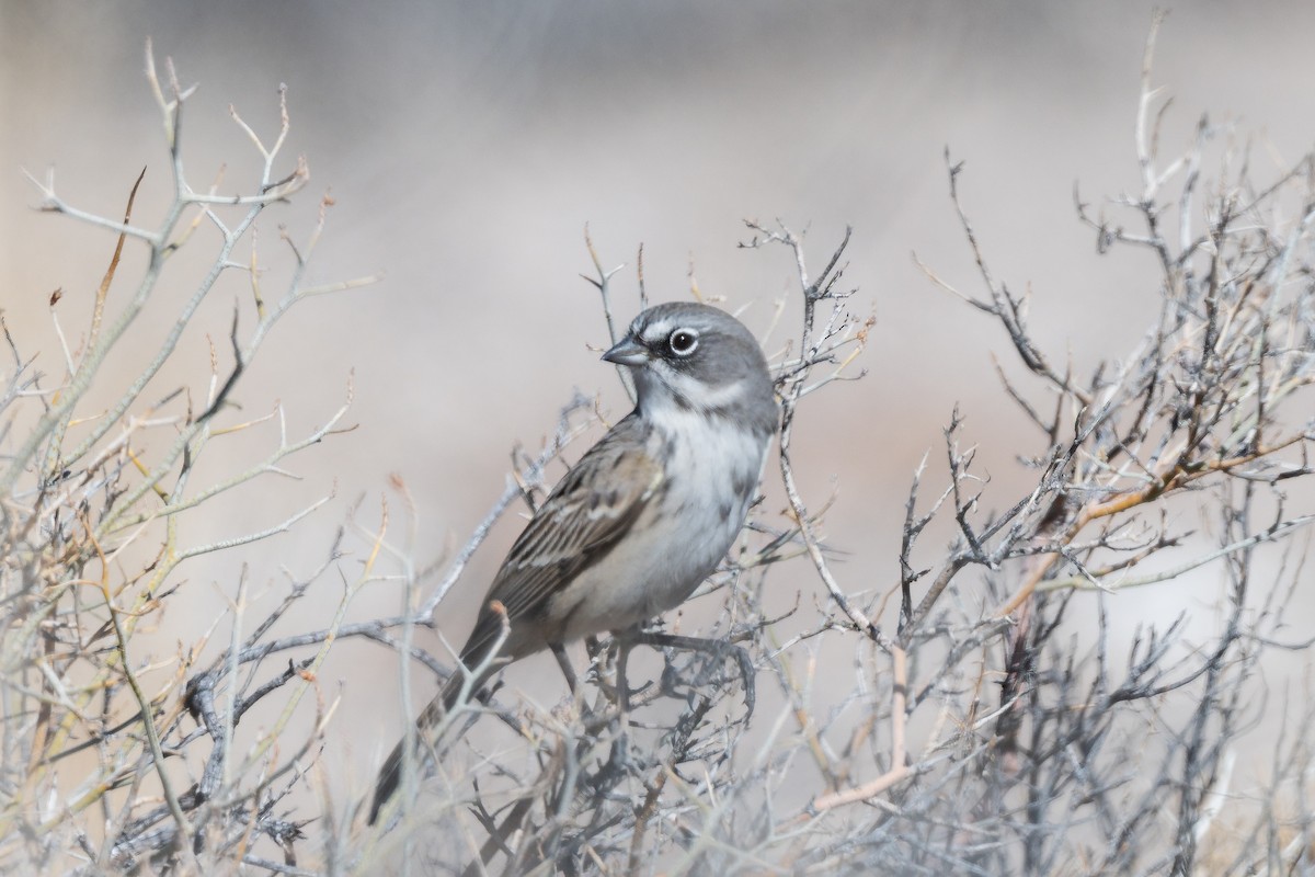 Sagebrush Sparrow - ML645666928