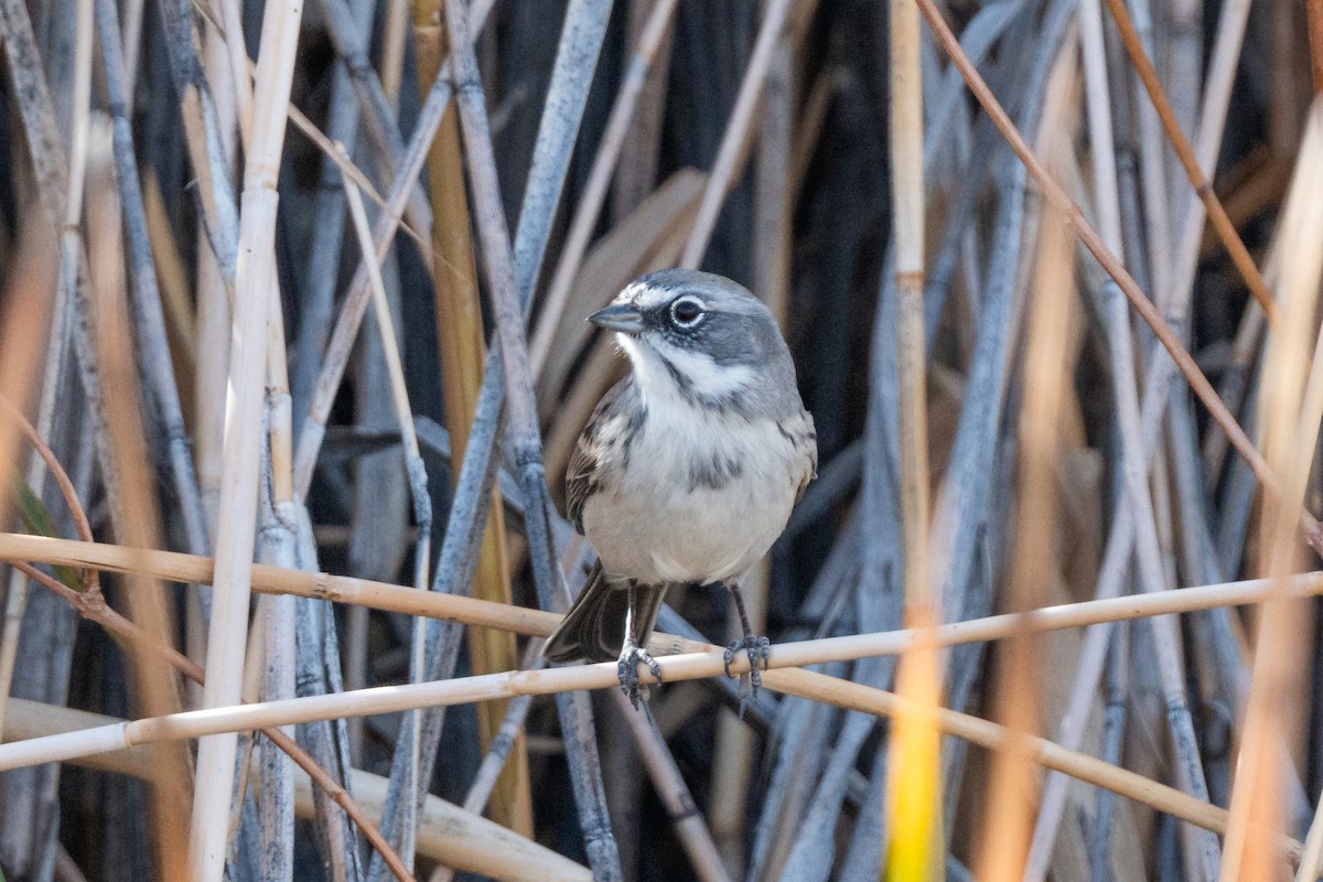 Sagebrush Sparrow - ML645666929