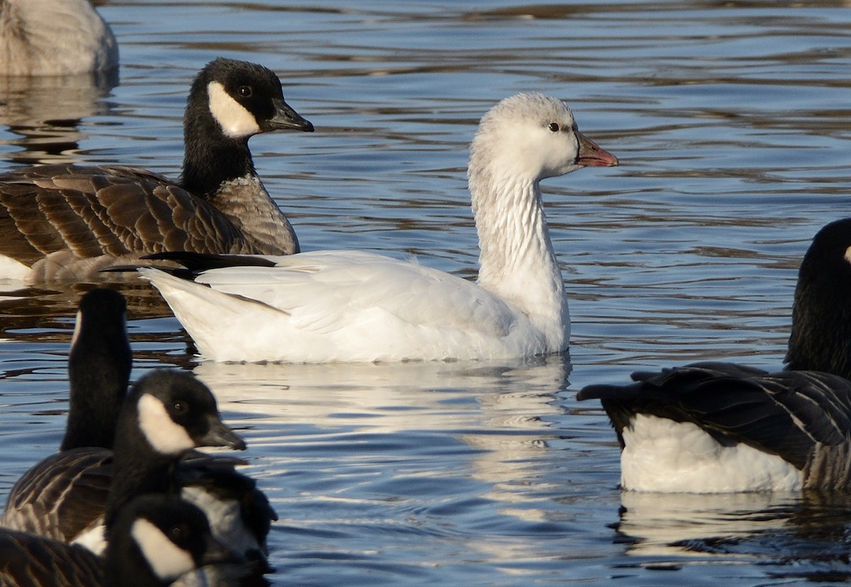 Ross's Goose - ML645666932