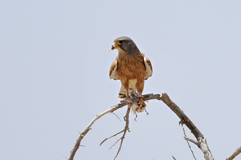 Rock Kestrel - ML645666938