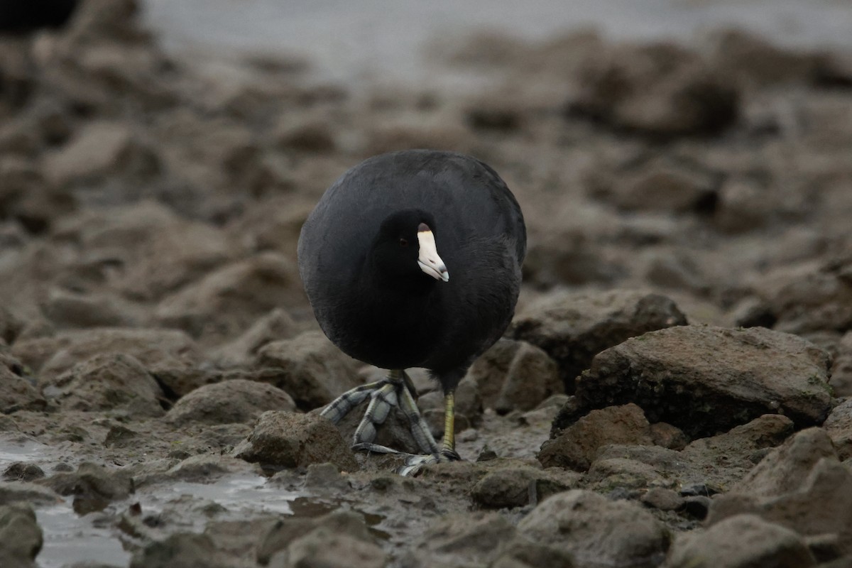 American Coot - ML645666942