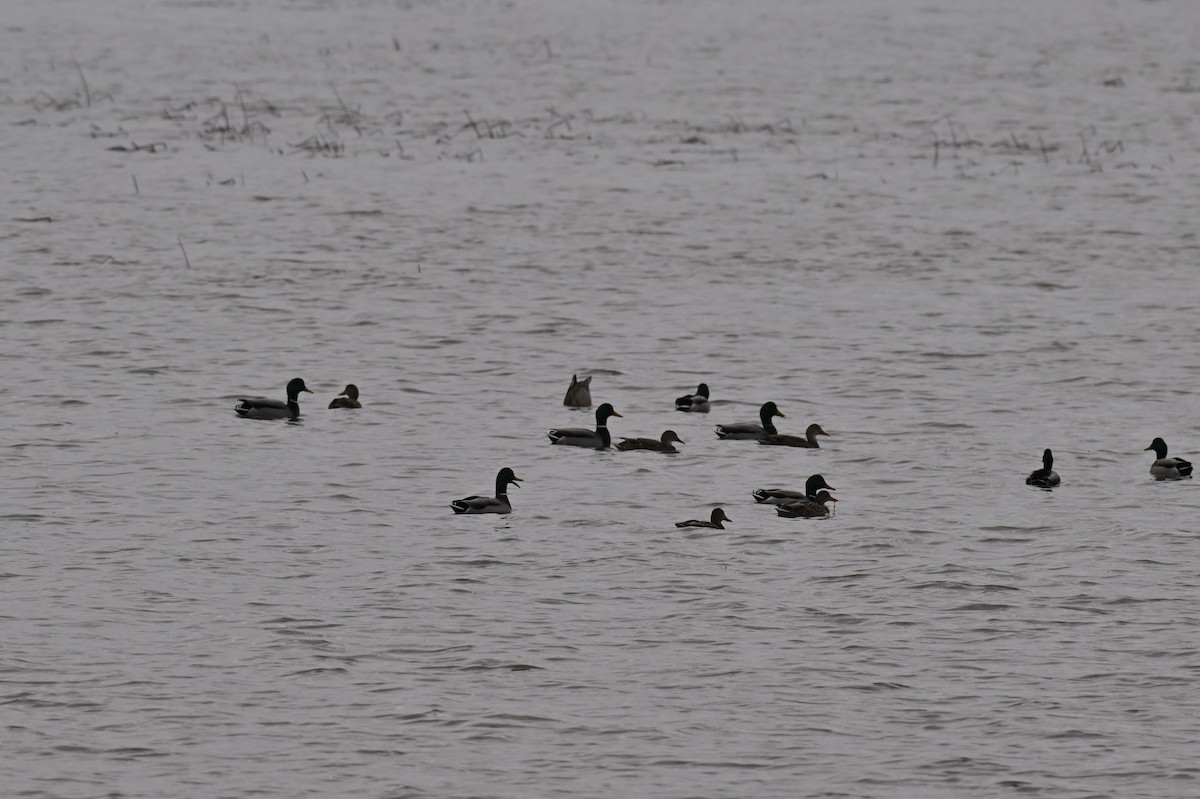 Mallard - ML645666945