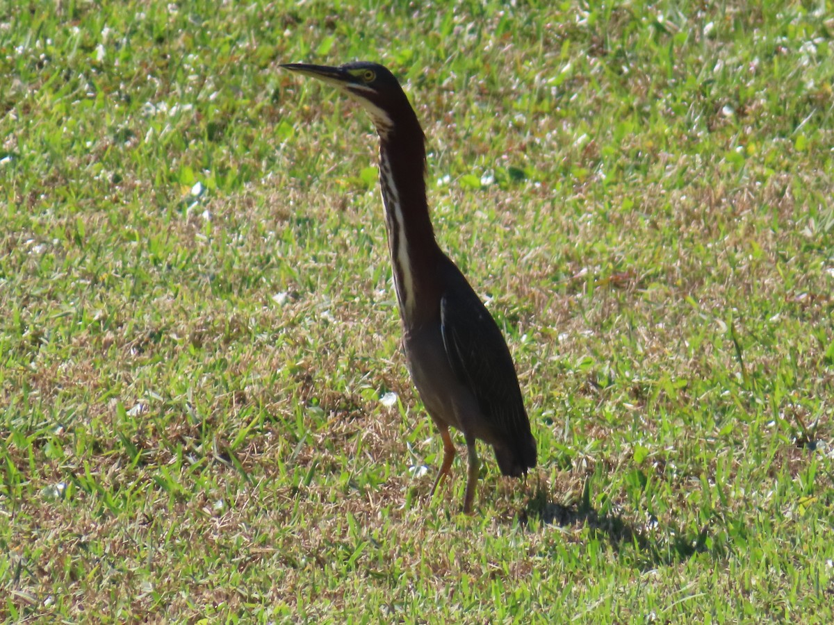 Green Heron - ML645666948