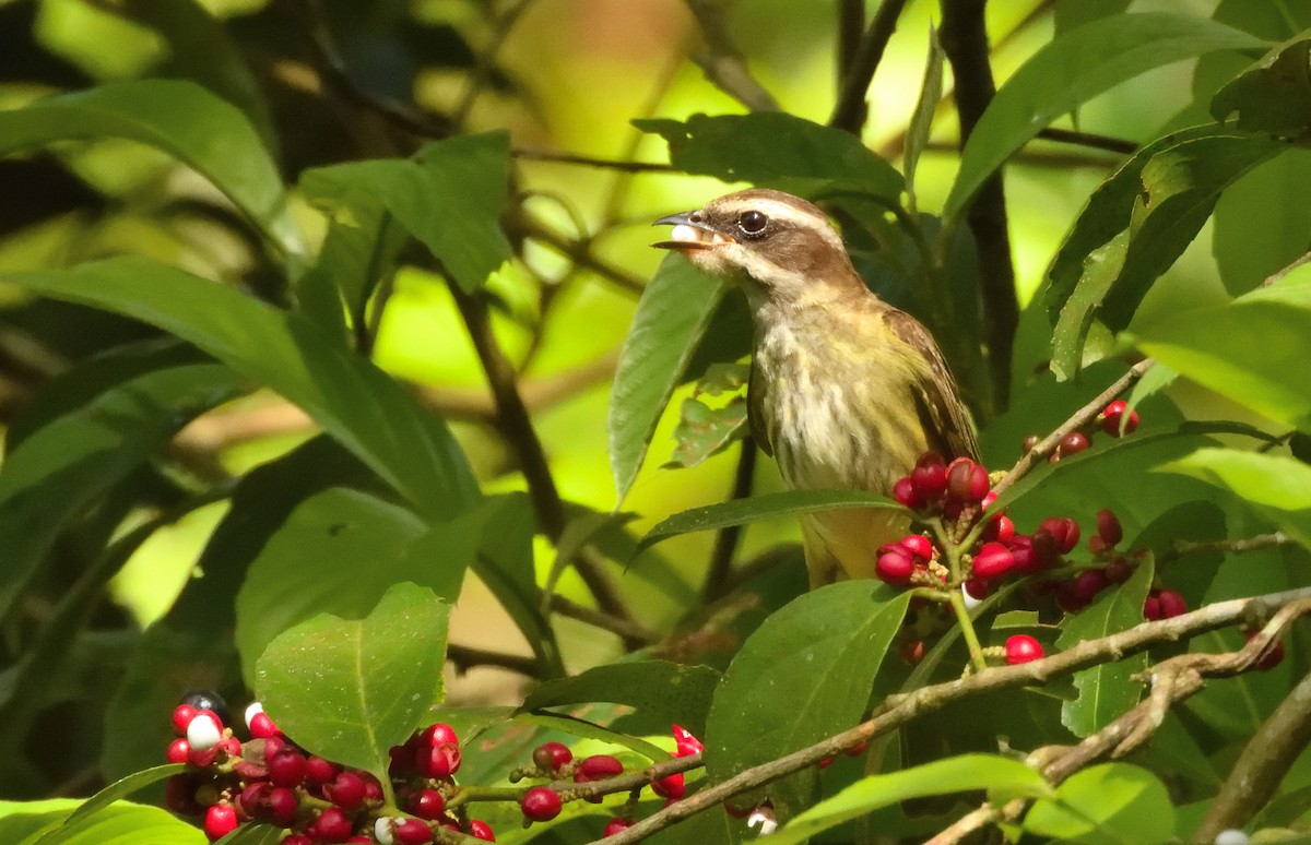 Piratic Flycatcher - ML645666958