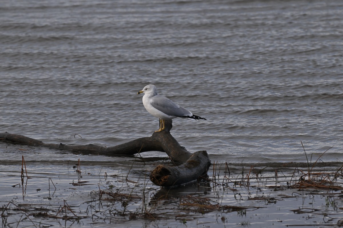 Ring-billed Gull - ML645666979