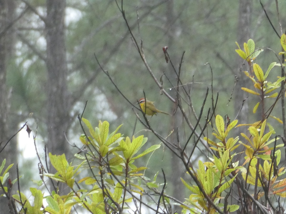 Рыжеголовая корольковка - ML645666984