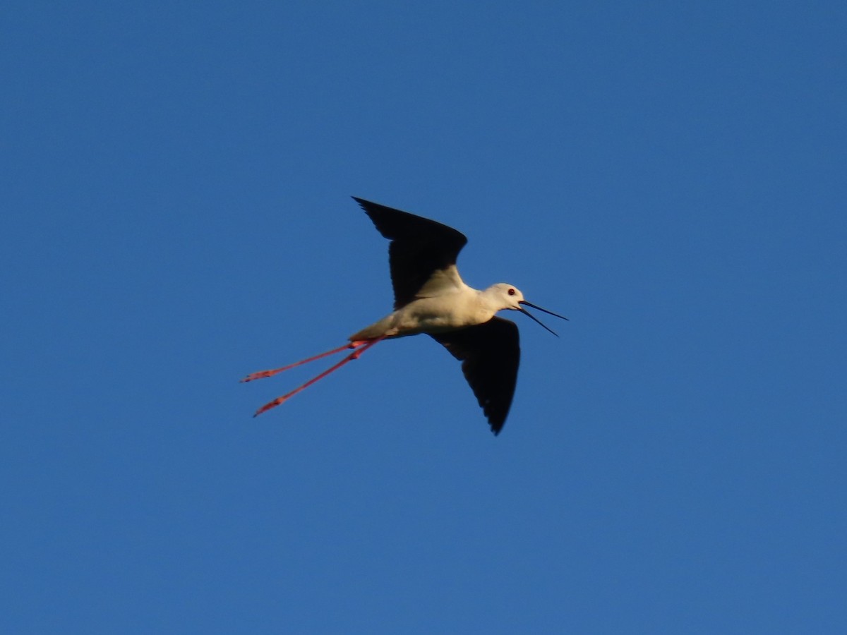 Zankaluze eurasiarra - ML645666989